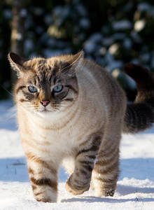 Fantastic-cat-in-the-snow-hd_cut